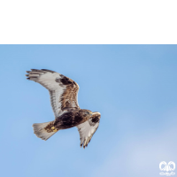 گونه سارگپه پرپا Rough-legged Buzzard